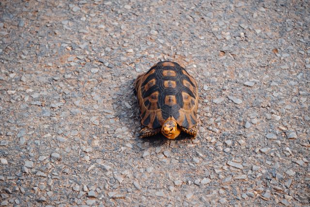 Red-Footed Tortoise photo