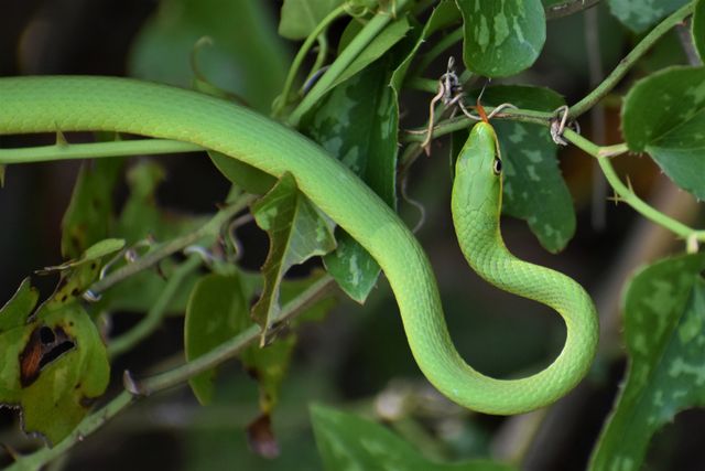 Rough Green Snake photo