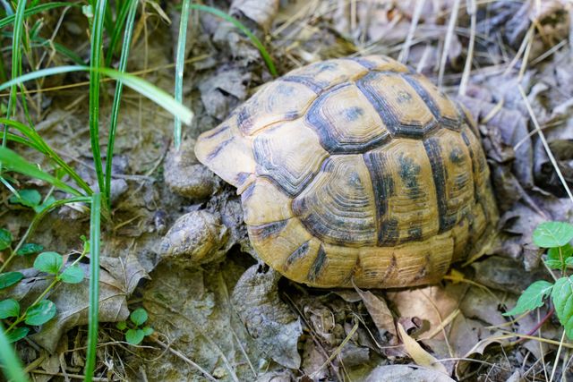Russian Tortoise photo