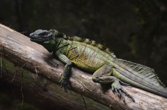 Sailfin Dragon photo