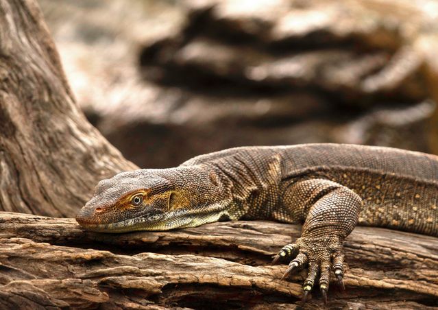 Savannah Monitor Lizard photo