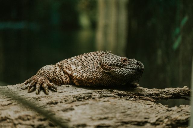 Savannah Monitor photo