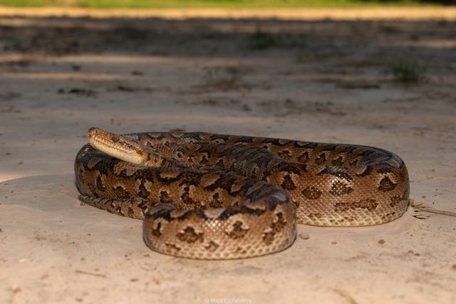 Stimson's Python photo