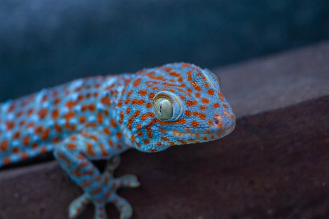 Tokay Gecko photo