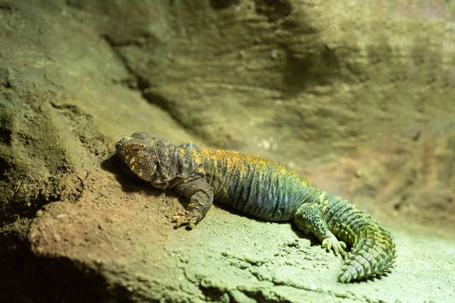 Uromastyx photo