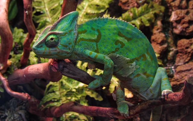 Veiled Chameleon photo