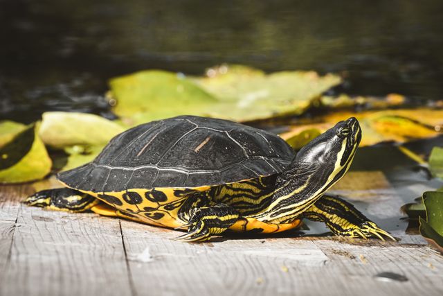 Yellow-Bellied Slider photo