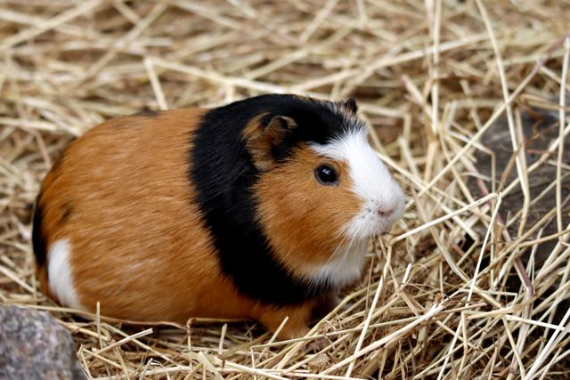 Abyssinian Guinea Pig photo