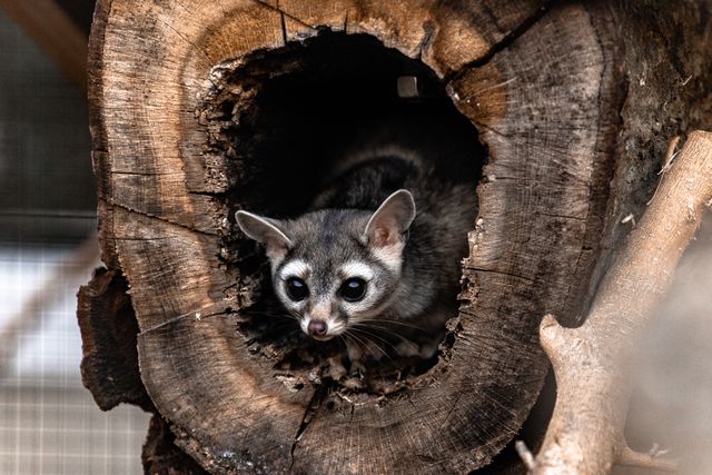 African Dormouse photo