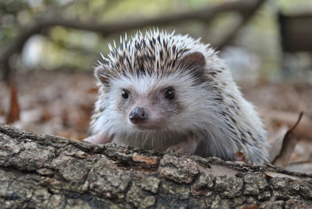 African Pygmy Hedgehog photo