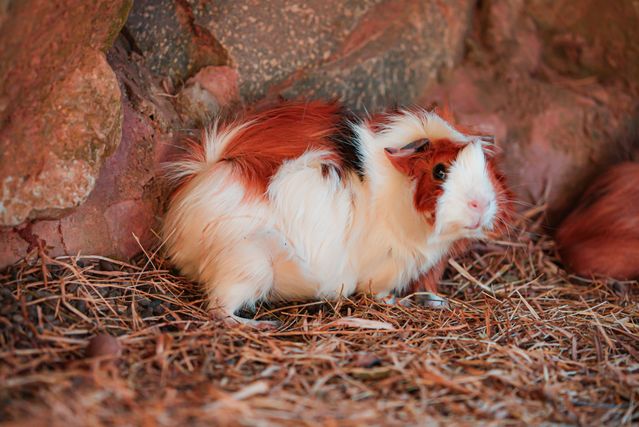 Alpaca Guinea Pig photo