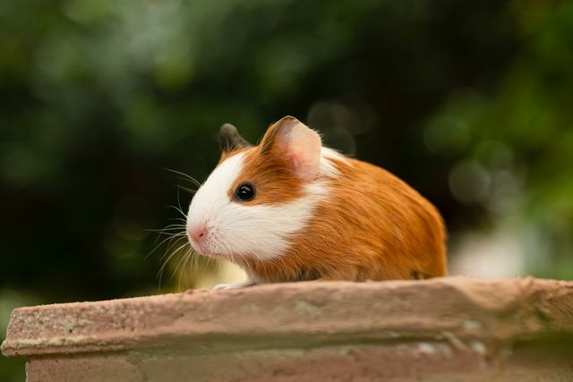 American Guinea Pig photo