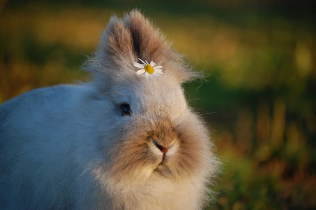 Angora Rabbit photo