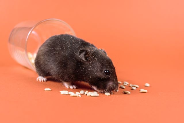 Black Bear Hamster photo