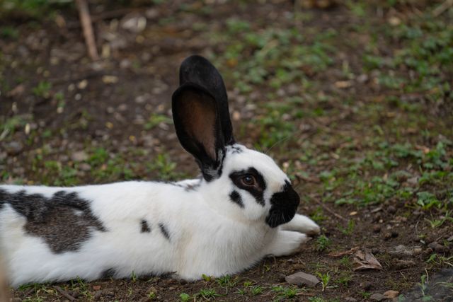 Californian Rabbit photo
