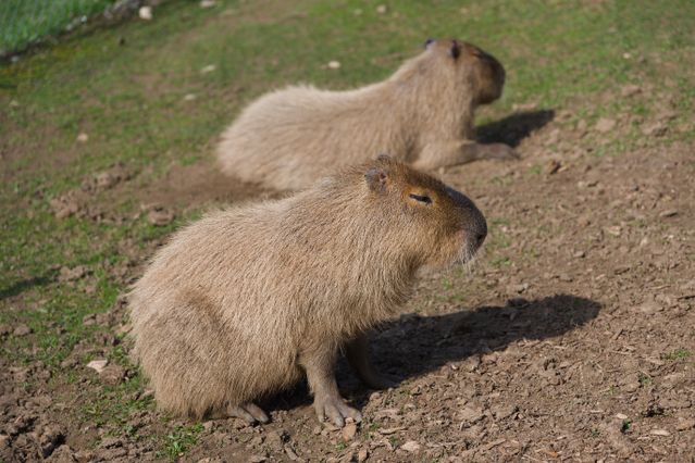 Capybara photo