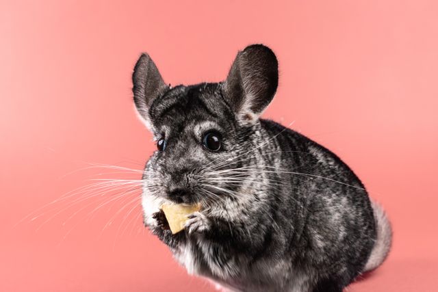 Chinchilla photo