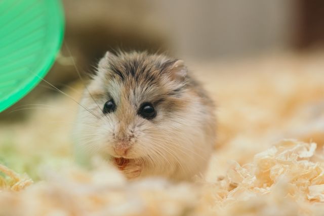 Chinese Hamster photo