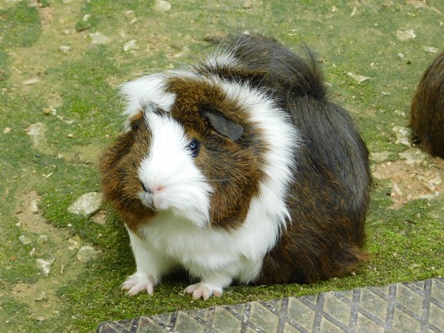 Coronet Guinea Pig photo