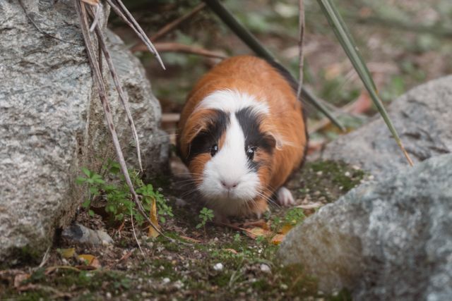 Crested Guinea Pig photo