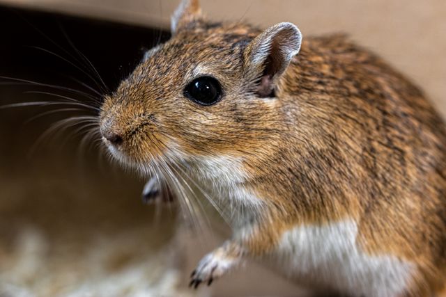 Degu photo