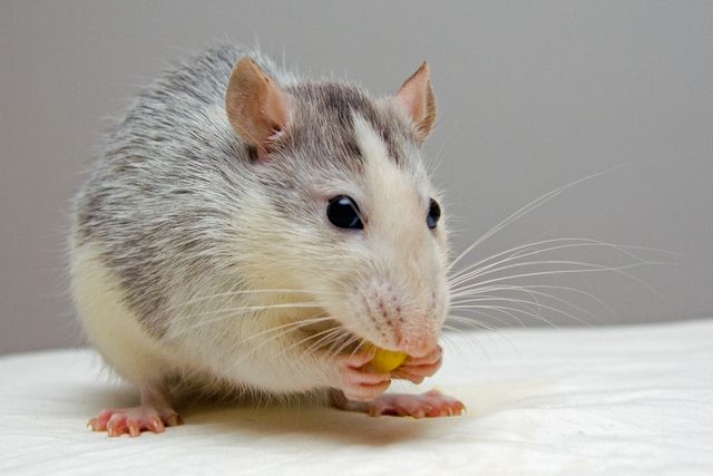 Dumbo Rat photo