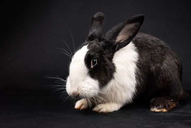 Dutch Rabbit photo