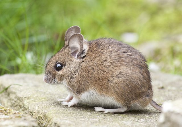 Egyptian Spiny Mouse photo