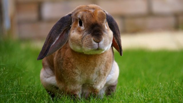 English Lop Rabbit photo