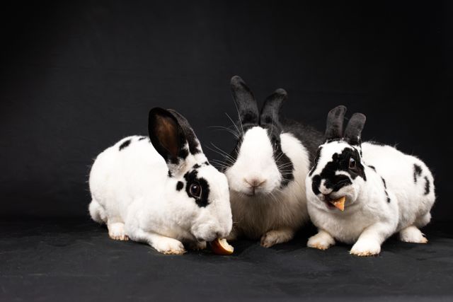 English Spot Rabbit photo