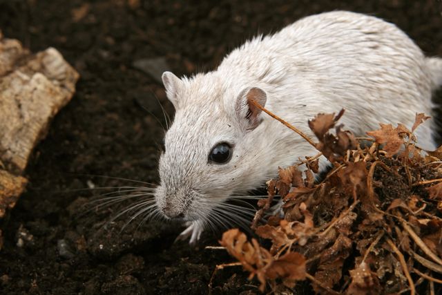 Fat-Tailed Gerbil photo