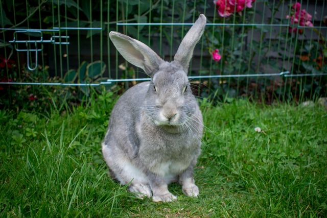Flemish Giant Rabbit photo