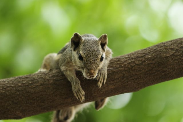 Flying Squirrel photo
