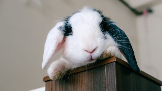 French Lop Rabbit photo