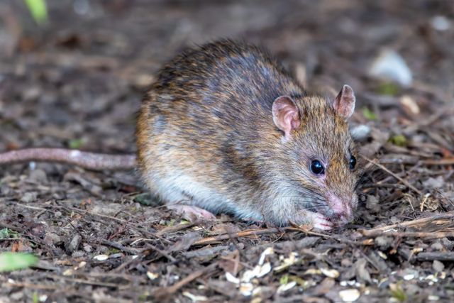 Gambian Pouched Rat photo