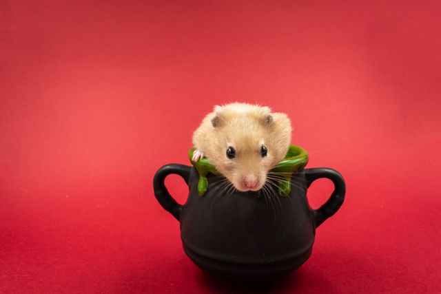 Gerbil photo