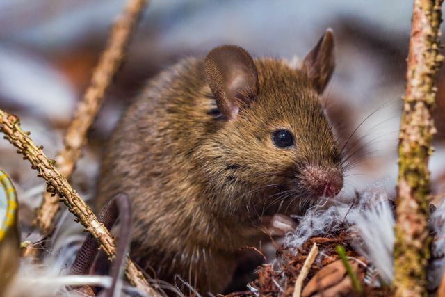 Harvest Mouse photo