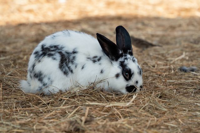 Himalayan Rabbit photo
