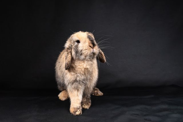 Holland Lop Rabbit photo