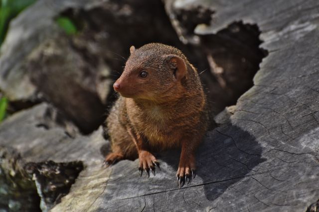 Kinkajou photo