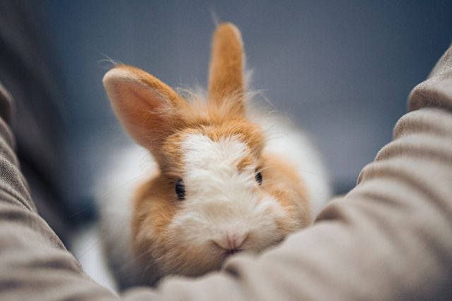 Lionhead Rabbit photo