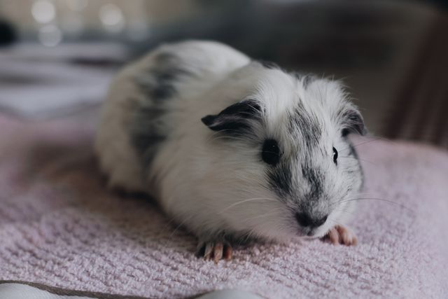 Long-Haired Syrian Hamster photo