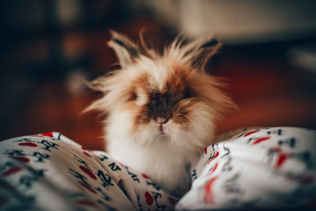 Lunkarya Guinea Pig photo