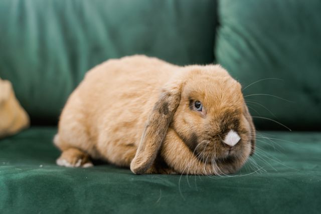 Mini Lop Rabbit photo