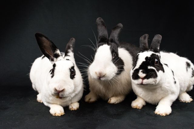 Mini Rex Rabbit photo