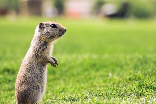 Mongolian Gerbil photo