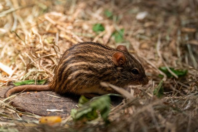 Multimammate Mouse photo