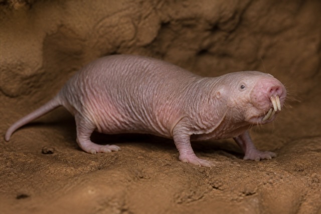 Naked Mole-Rat photo