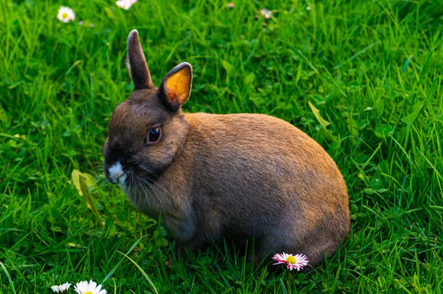 Netherland Dwarf Rabbit photo