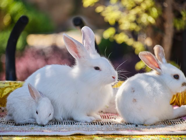 New Zealand Rabbit photo